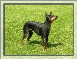 trawa, zielona, Angielski Toy Terrier